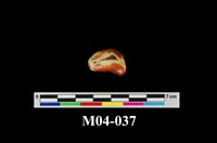 藏品(霰石(文石))的圖片